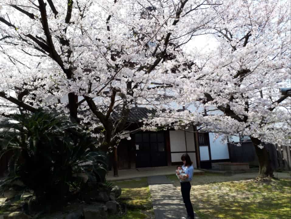 Snapseed編集前の桜